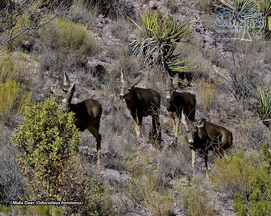 Mule Deer - Odocoileus hemionus