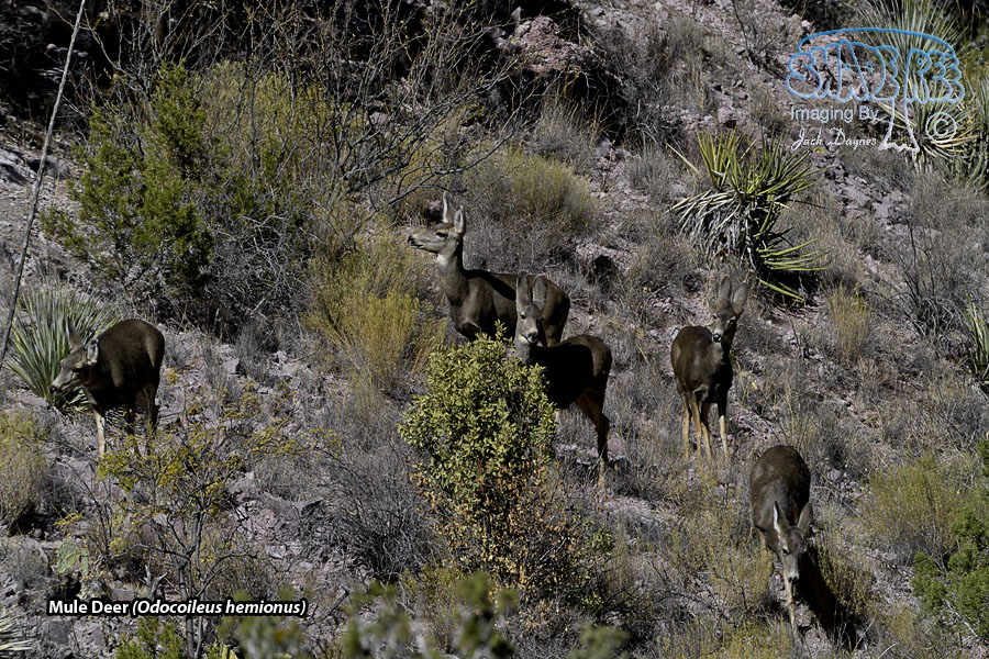 Mule Deer - Odocoileus hemionus