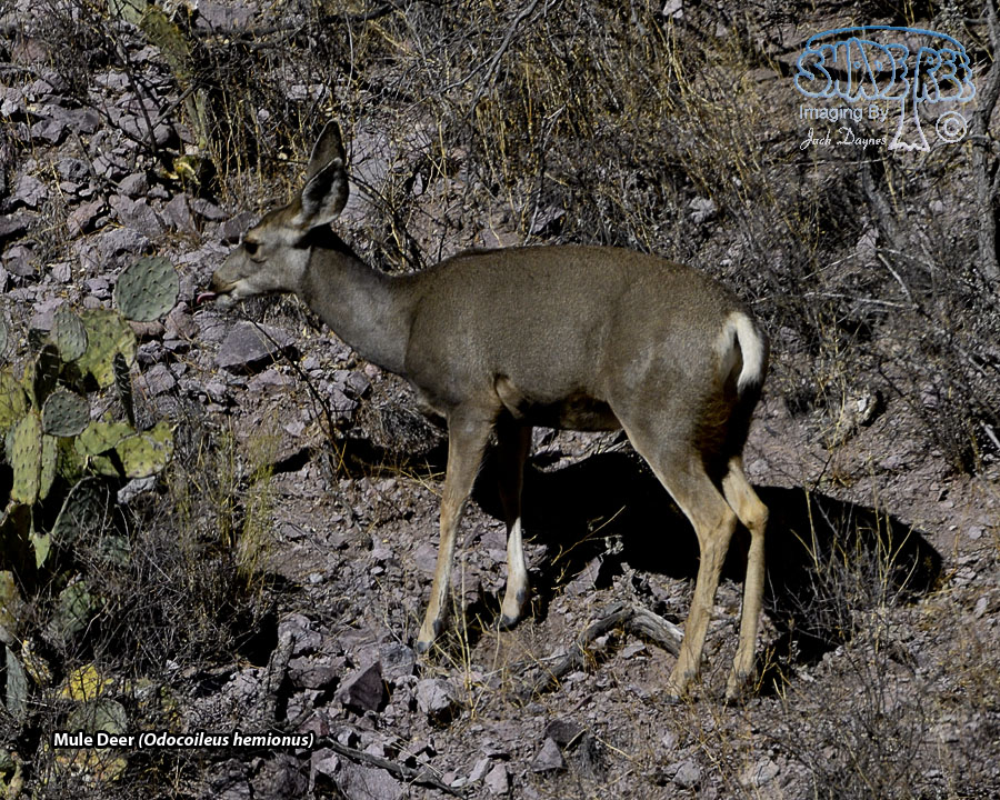 Mule Deer - Odocoileus hemionus