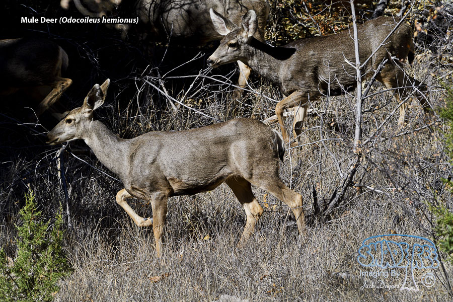 Mule Deer - Odocoileus hemionus