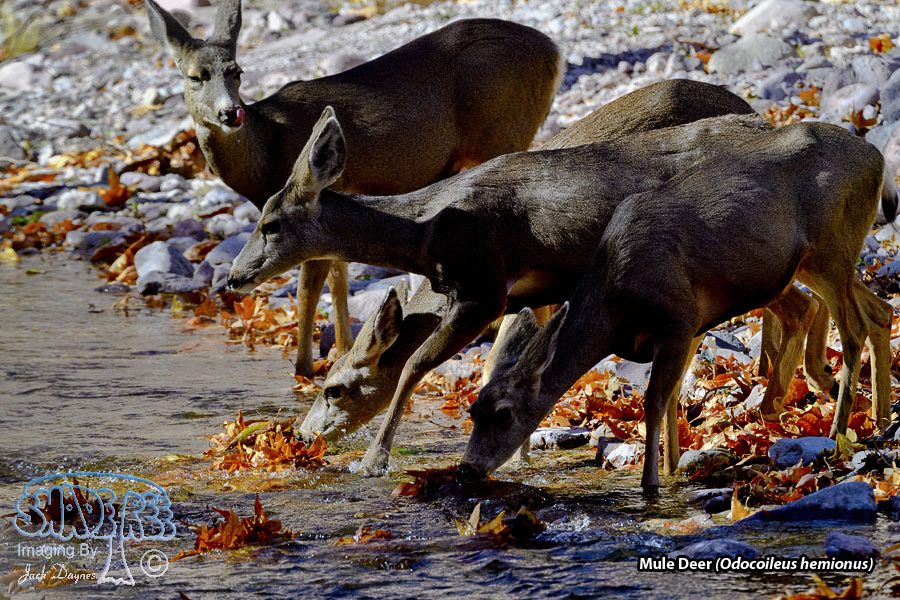 Mule Deer - Odocoileus hemionus