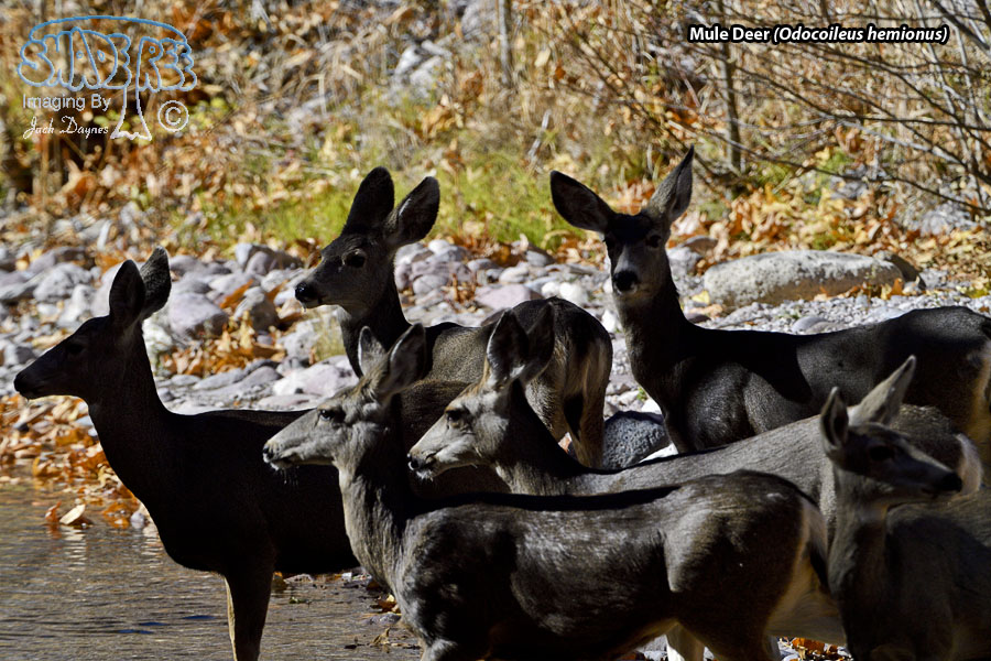 Mule Deer - Odocoileus hemionus