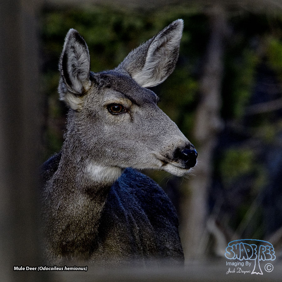 Mule Deer - Odocoileus hemionus
