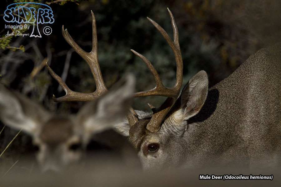 Mule Deer - Odocoileus hemionus