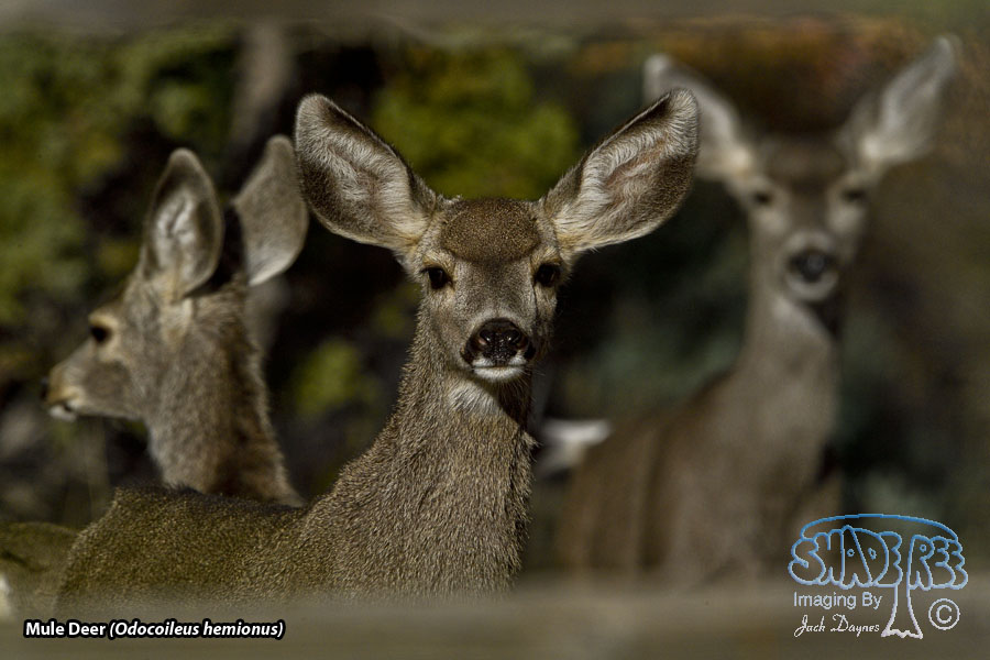 Mule Deer - Odocoileus hemionus