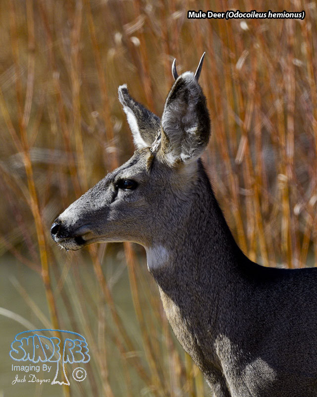 Mule Deer - Odocoileus hemionus
