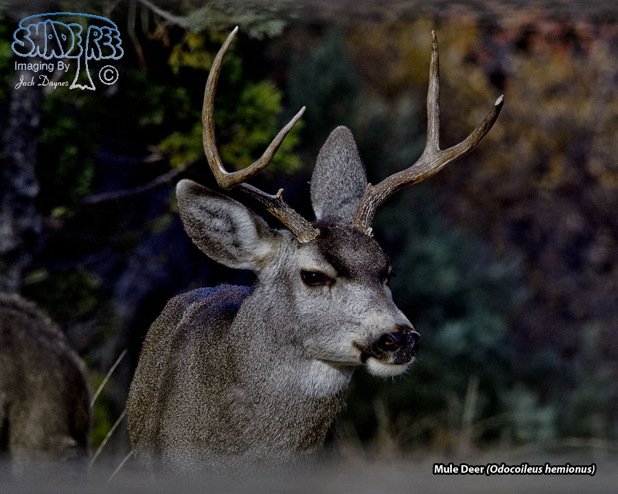 Mule Deer - Odocoileus hemionus