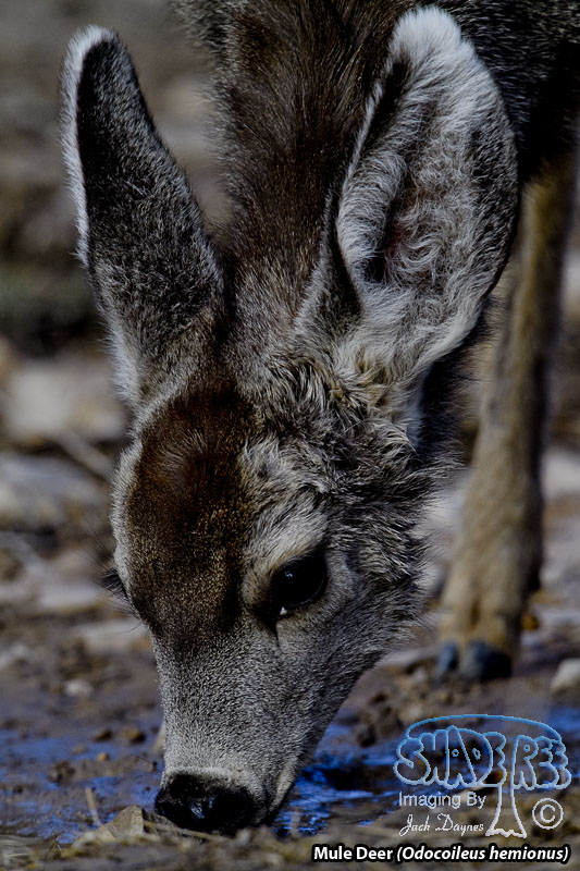 Mule Deer - Odocoileus hemionus