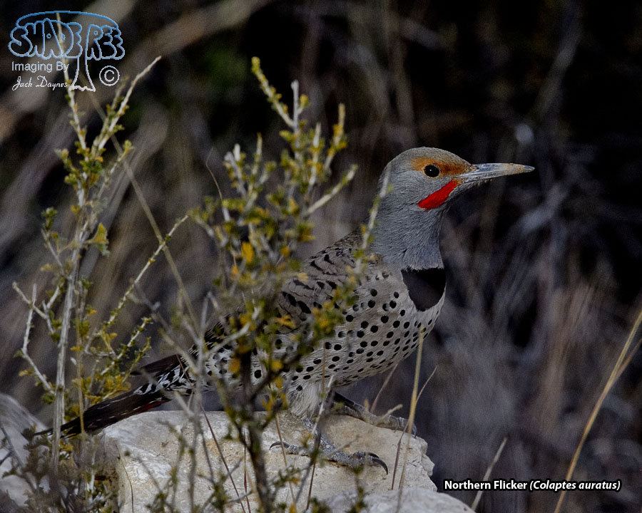 Northern Flicker - Colaptes auratus