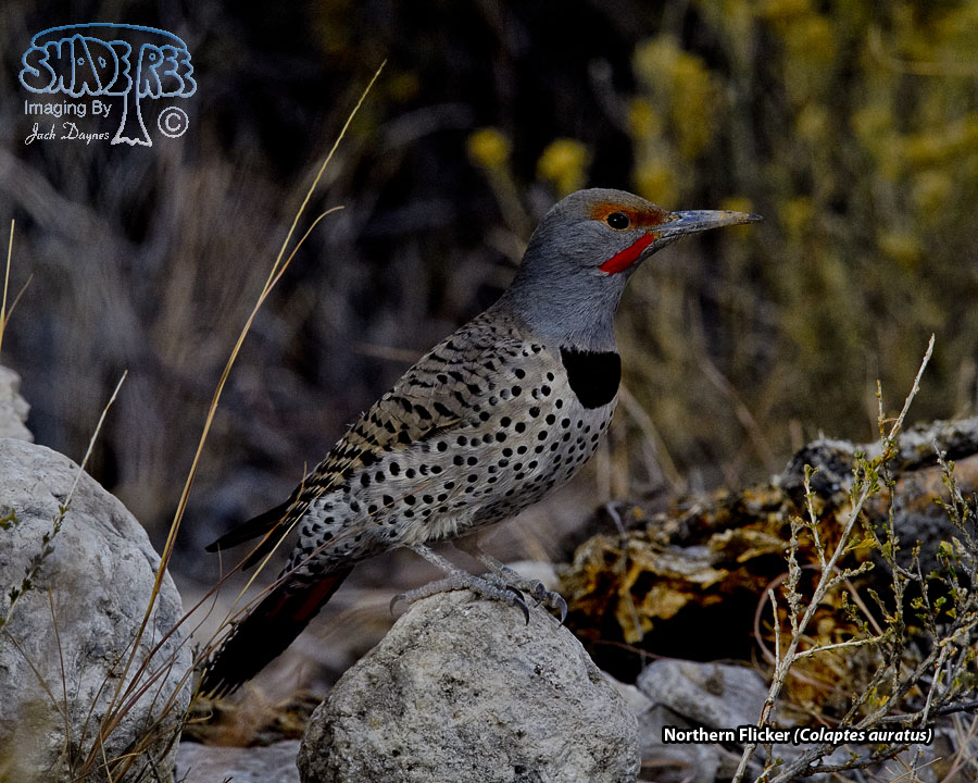 Northern Flicker - Colaptes auratus