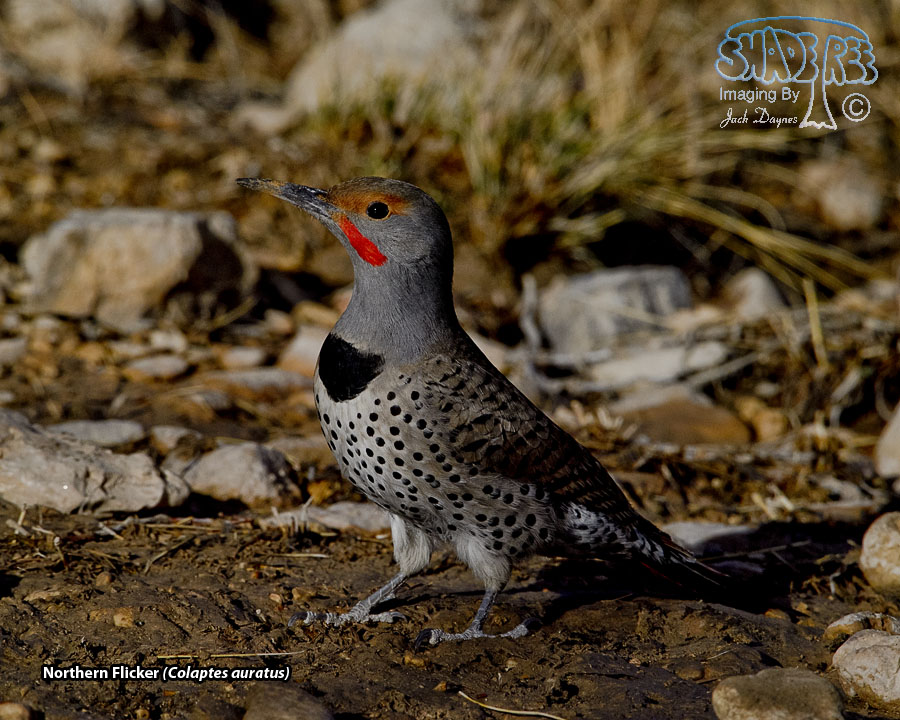 Northern Flicker - Colaptes auratus