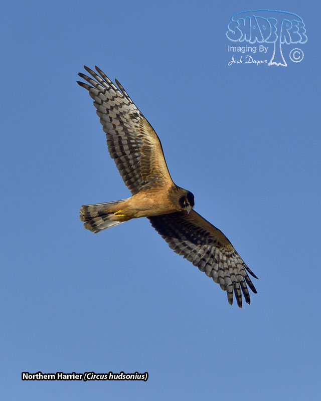 Northern Harrier - Circus hudsonius