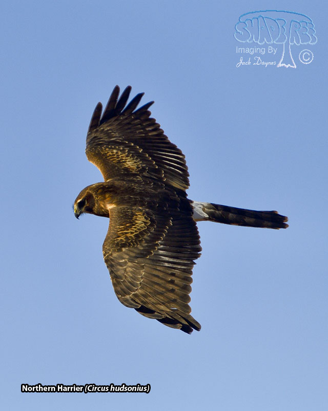 Northern Harrier - Circus hudsonius