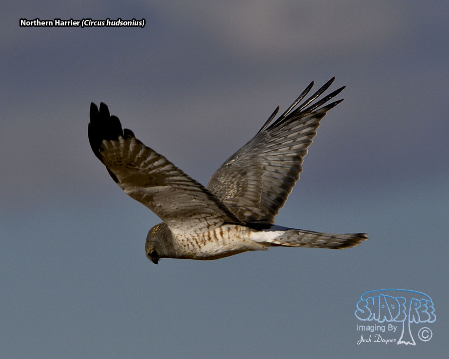 Northern Harrier - Circus hudsonius