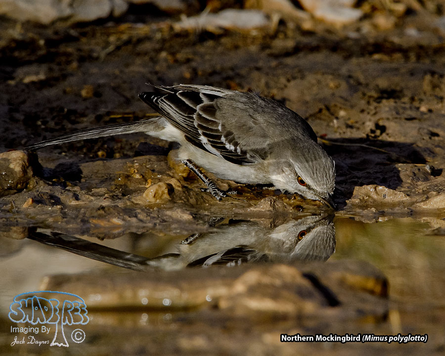 Northern Mockingbird - Mimus polyglottos