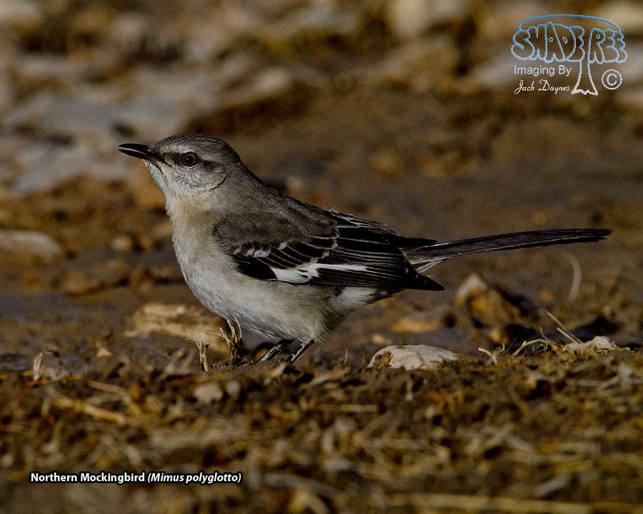 Northern Mockingbird - Mimus polyglottos