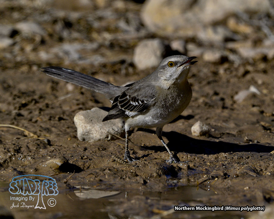 Northern Mockingbird - Mimus polyglottos