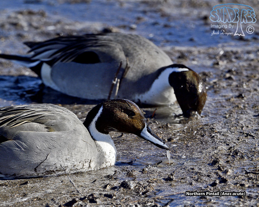 Northern Pintail - Anas acuta