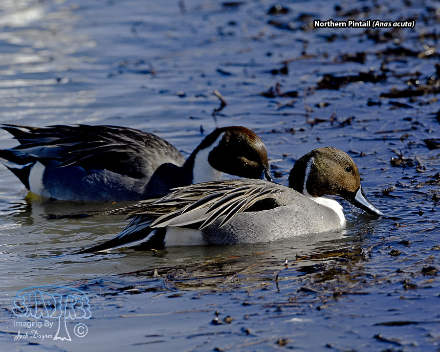 Northern Pintail - Anas acuta