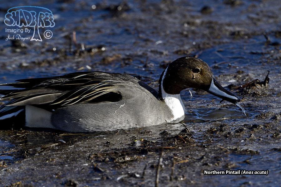 Northern Pintail - Anas acuta