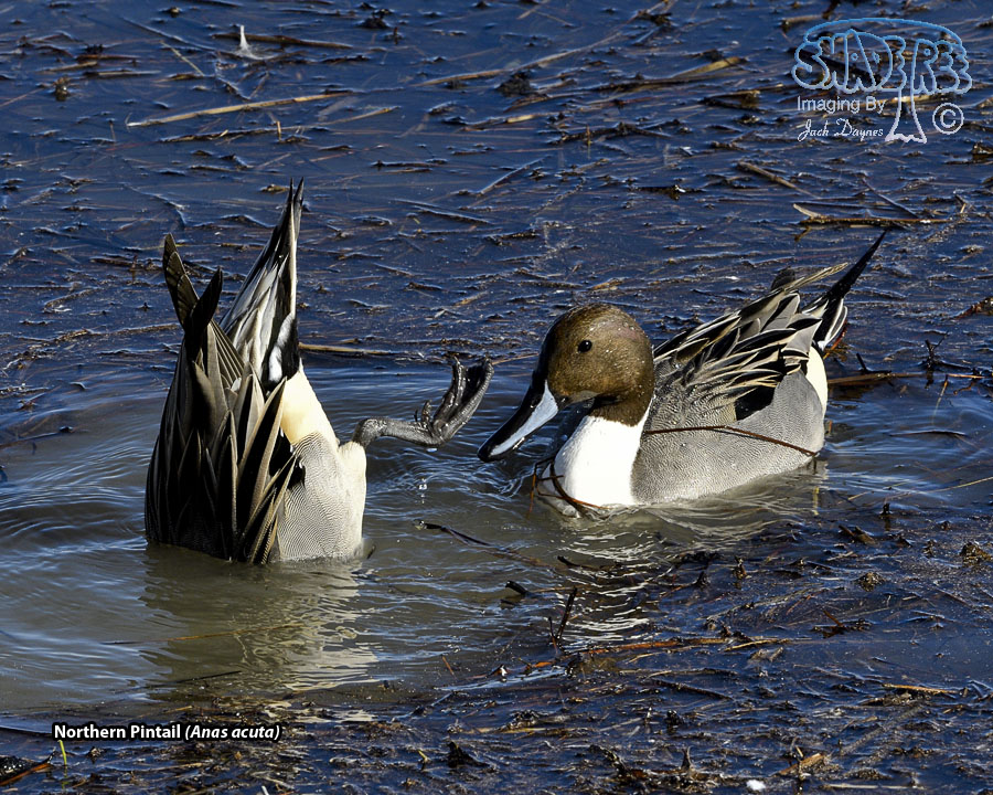 Northern Pintail - Anas acuta