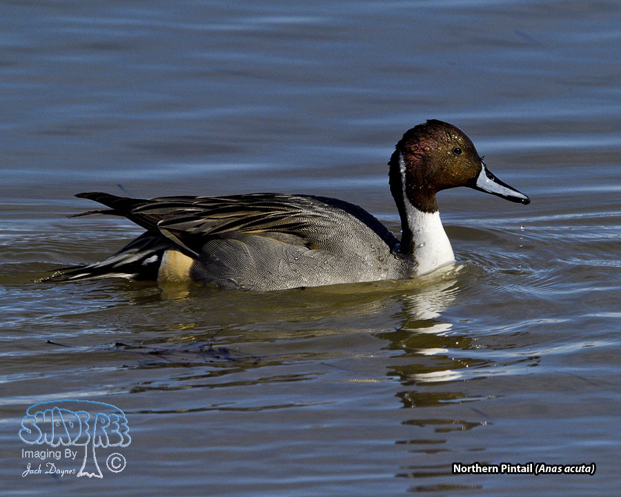 Northern Pintail - Anas acuta