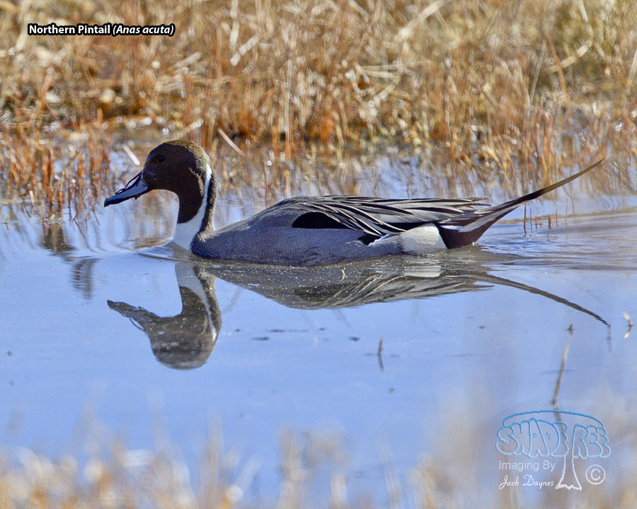 Northern Pintail - Anas acuta