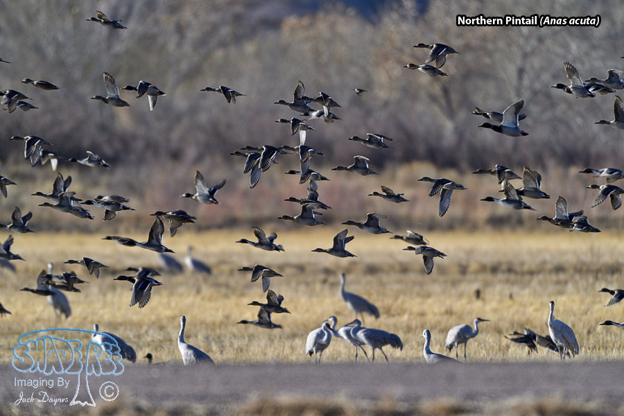 Northern Pintail - Anas acuta