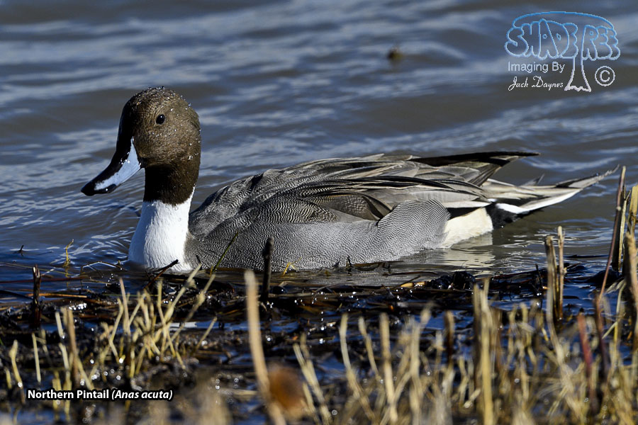 Northern Pintail - Anas acuta