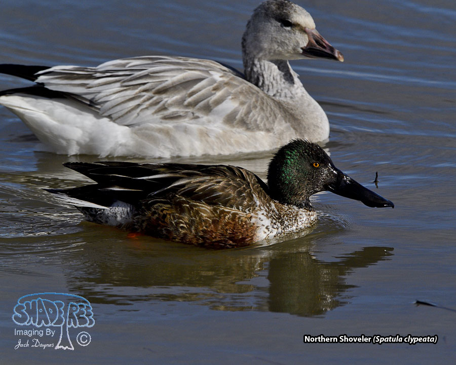 Northern Shoveler - Spatula clypeata