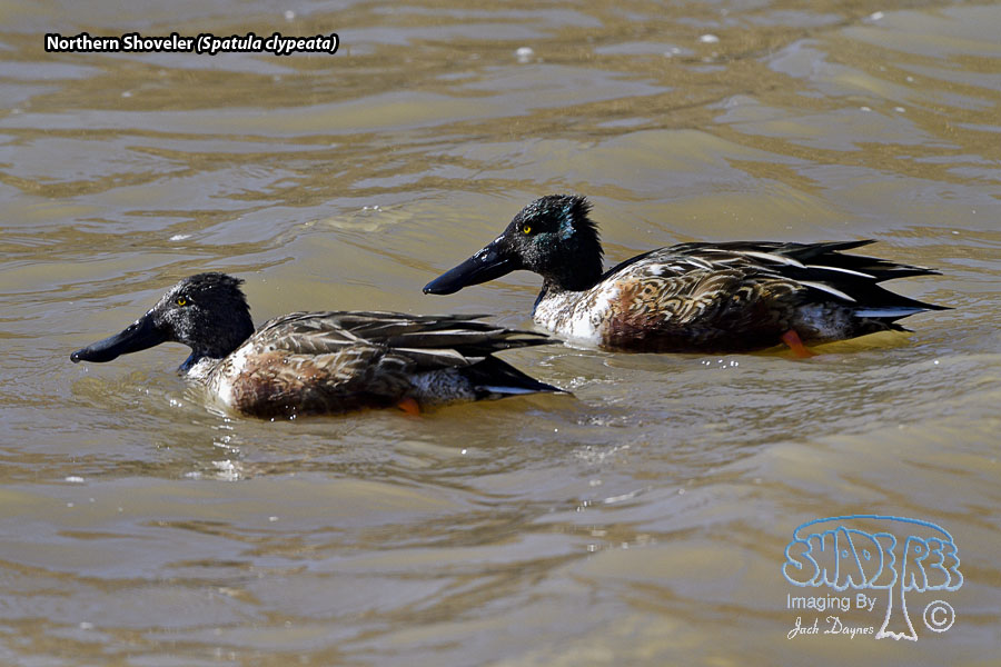 Northern Shoveler - Spatula clypeata