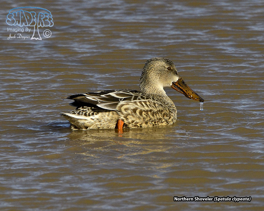 Northern Shoveler - Spatula clypeata