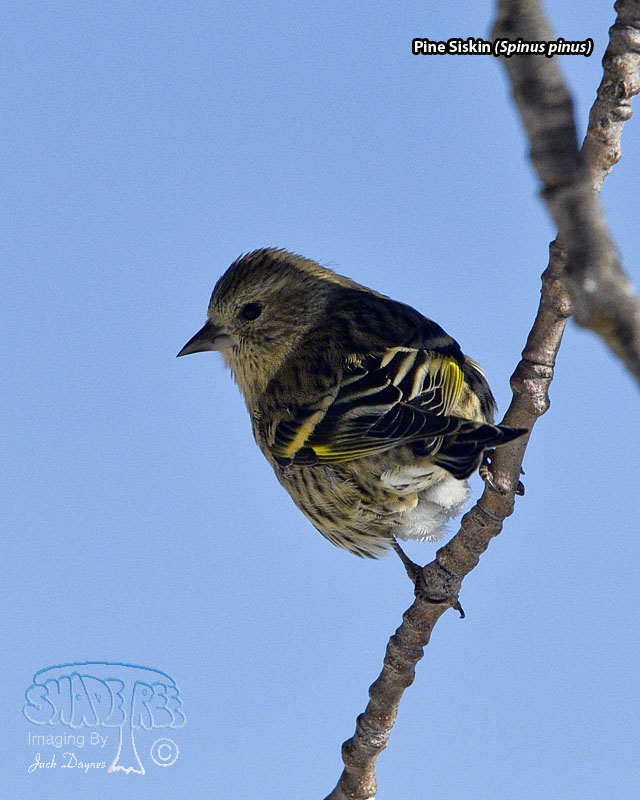 Pine Siskin - Spinus pinus