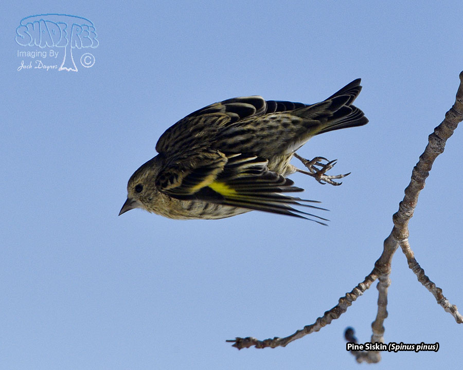 Pine Siskin - Spinus pinus