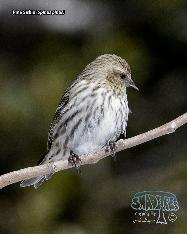 Pine Siskin - Spinus pinus