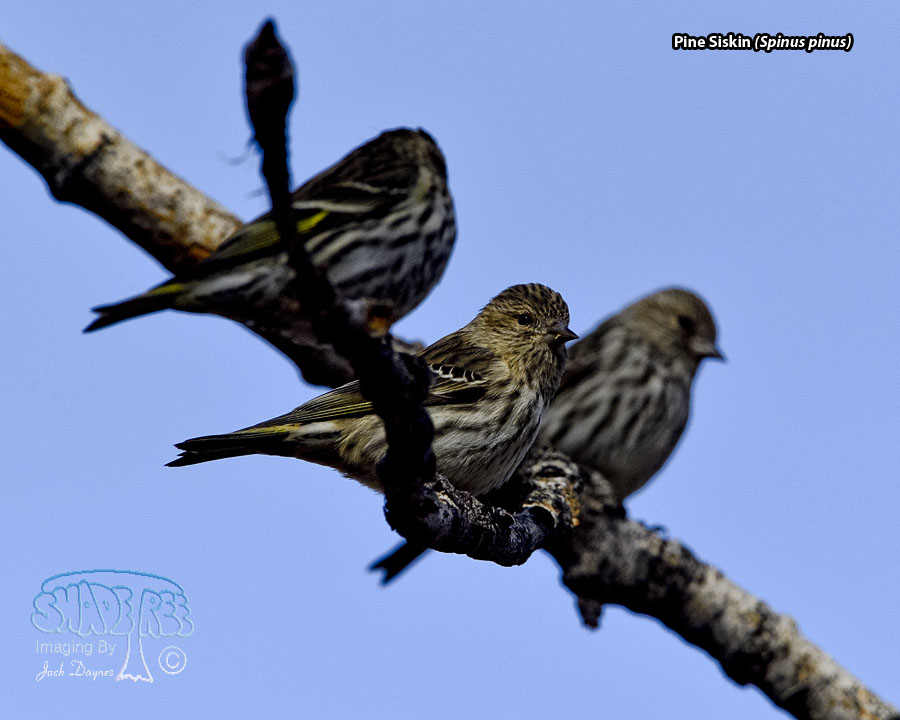 Pine Siskin - Spinus pinus