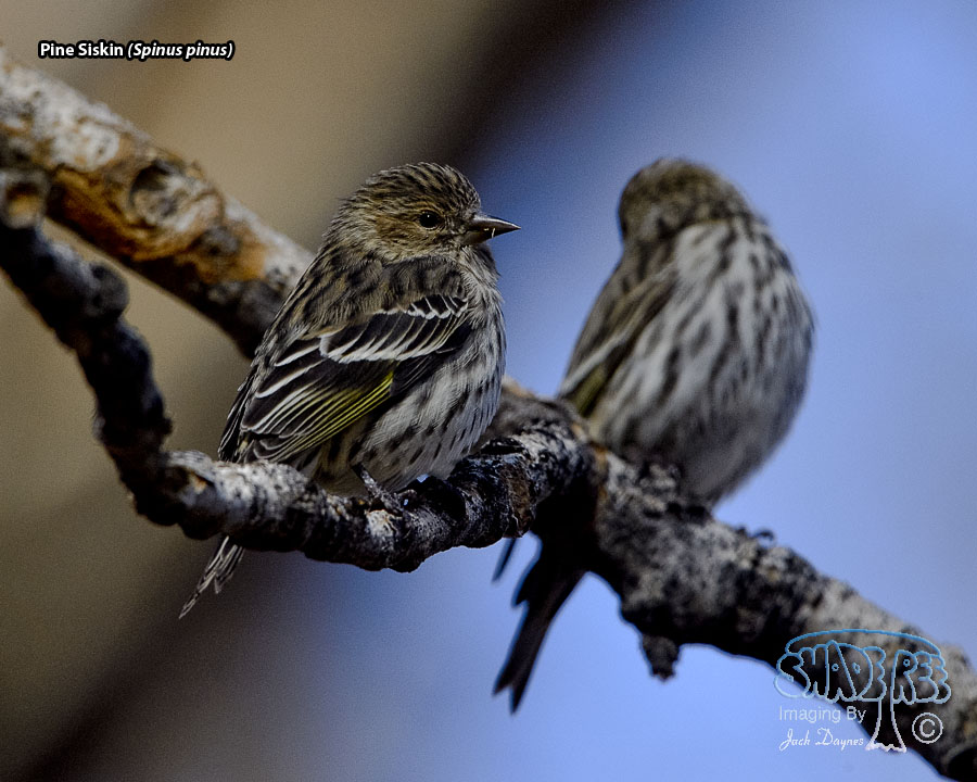 Pine Siskin - Spinus pinus
