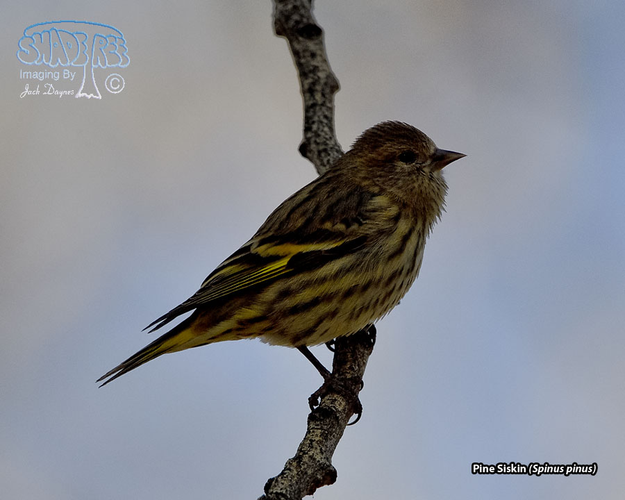 Pine Siskin - Spinus pinus