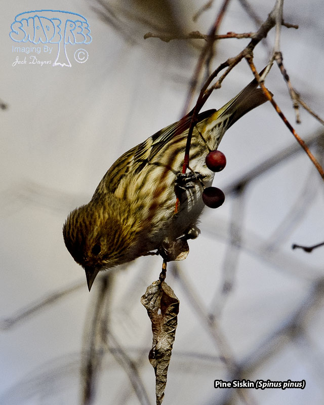Pine Siskin - Spinus pinus