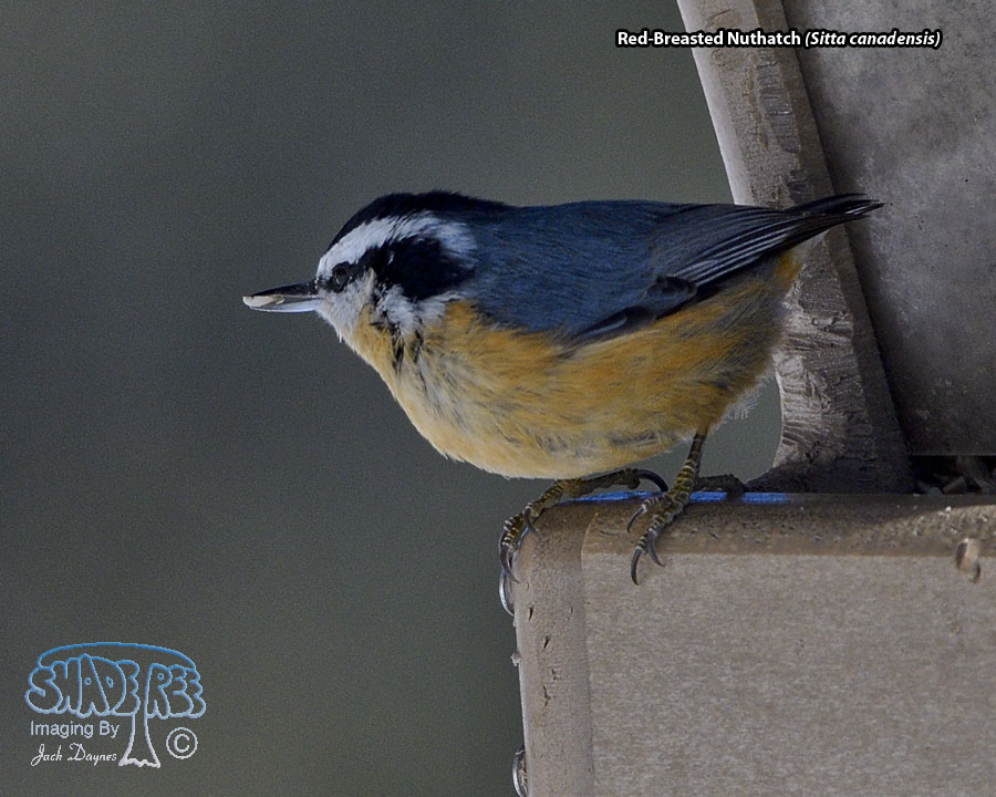 Red-Breasted Nuthatch - Sitta canadensis