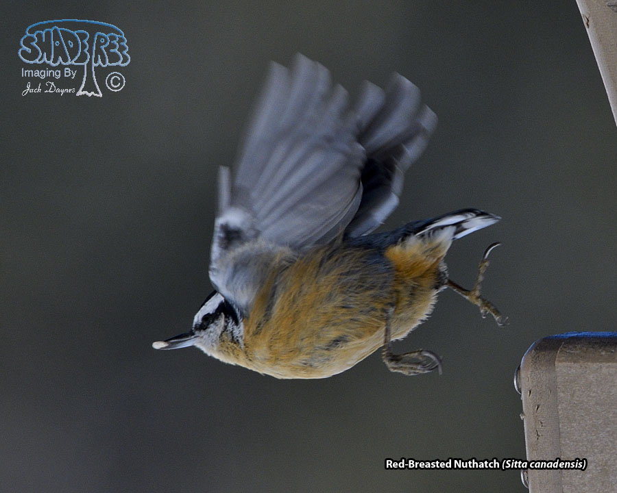 Red-Breasted Nuthatch - Sitta canadensis