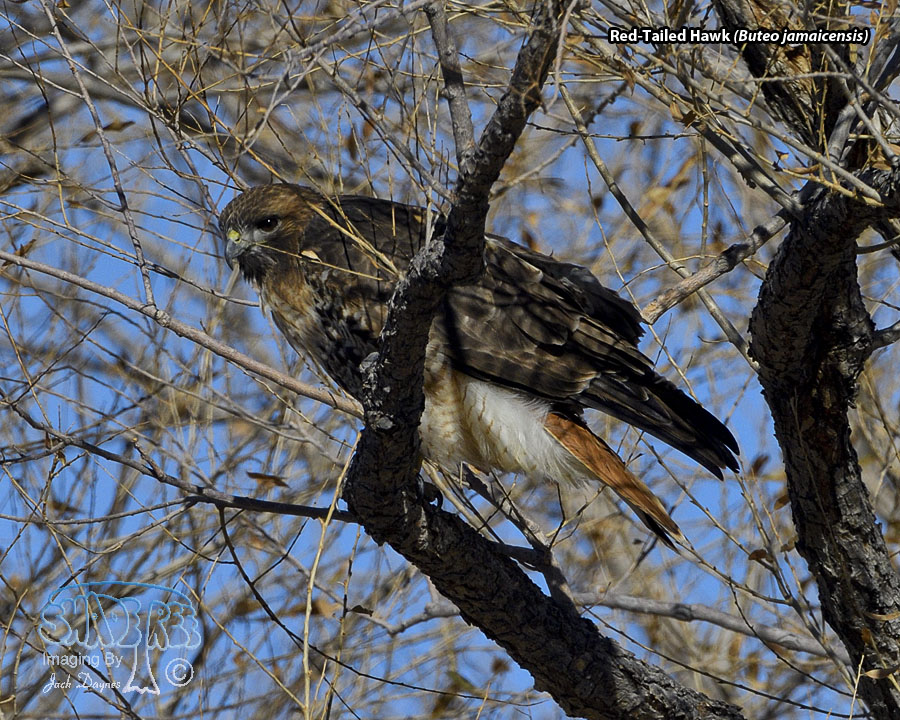 Red-Tailed Hawk - Buteo jamaicensis