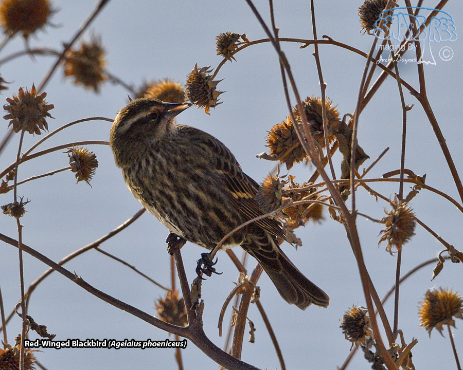 Red-Winged Blackbird - Agelaius phoeniceus