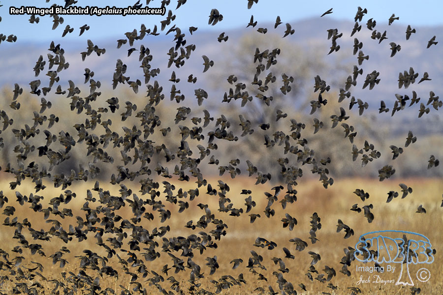 Red-Winged Blackbird - Agelaius phoeniceus