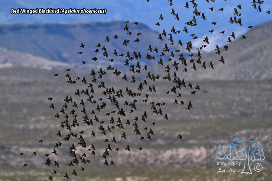 Red-Winged Blackbird - Agelaius phoeniceus