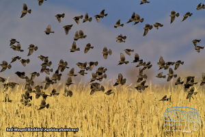 2020-12-18&19 At The Bernardo Unit – Ladd S. Gordon Waterfowl Complex