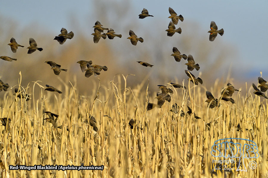 Red-Winged Blackbird - Agelaius phoeniceus