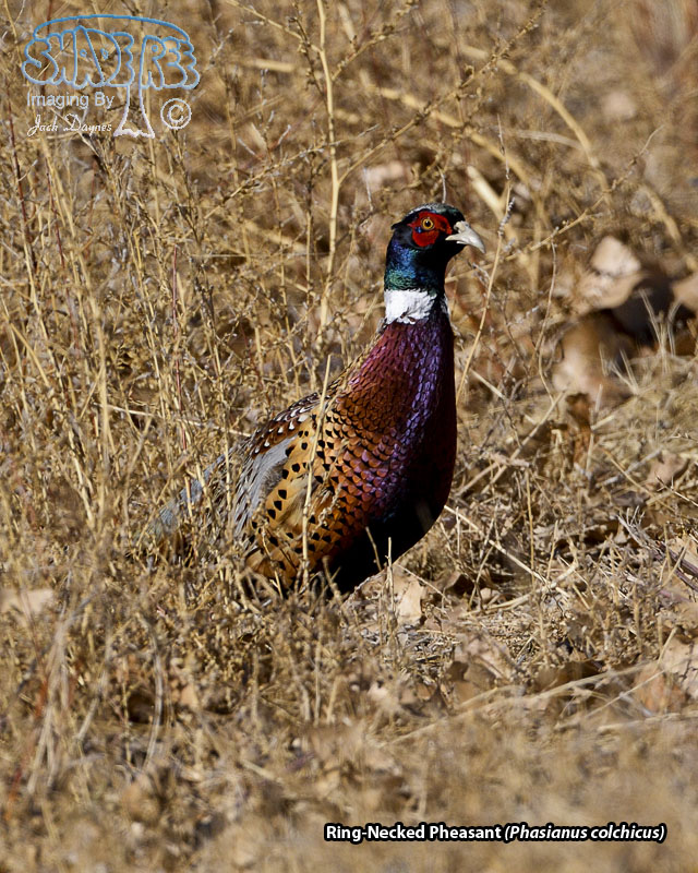 Ring-Necked Pheasant - Phasianus colchicus