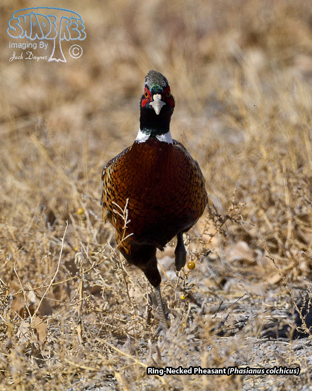 Ring-Necked Pheasant - Phasianus colchicus