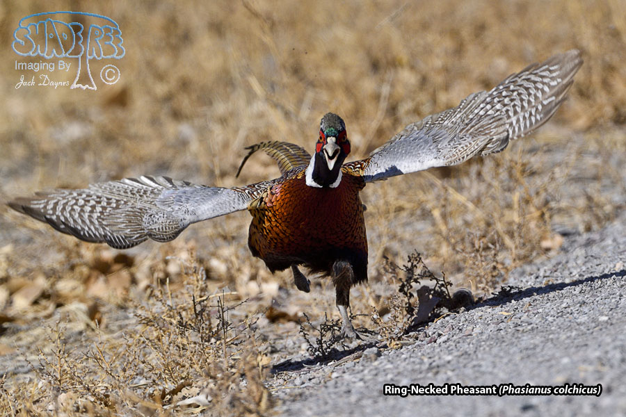 Ring-Necked Pheasant - Phasianus colchicus